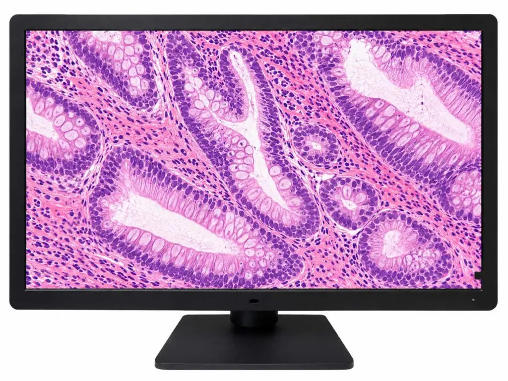 Histology Slide Displayed on DBI PA27